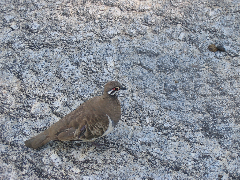 CairnsTC136 Granite Gorge.jpg